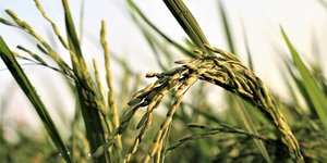 φυτά για αγρότες