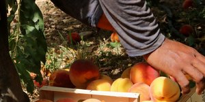 Αγρότης μαζεύει ροδάκινα