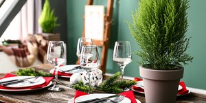 Τι φυτά να βάλετε στο σπίτι σας τα Χριστούγεννα