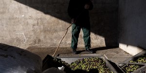εργατης ελιες