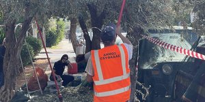 Γιορτή το μάζεμα της ελιάς για τον Δήμο Γλυφάδας