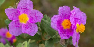 Το φυτό κίστος