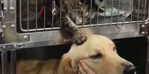 Γάτα παρηγορεί σκύλο κατά την επίσκεψη σε κτηνίατρο