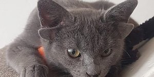 Γάτα με τέσσερα αυτιά έχει «τρελάνει» τα social media