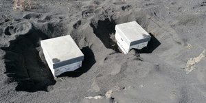 Οι κυψέλες παρέμεναν θαμμένες επί 50 ημέρες κάτω από την ηφαιστειακή τέφρα