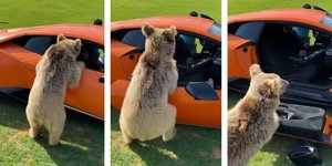 Lamborghini αρκούδα