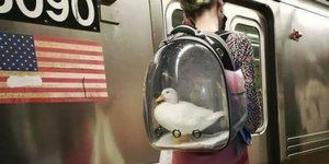 μια γυναίκα να κουβαλά μια πάπια σε μια διάφανη τσάντα