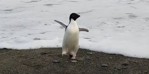 Πιγκουίνος της Ανταρκτικής έχασε τον δρόμο του και βρέθηκε στη Νέα Ζηλανδία