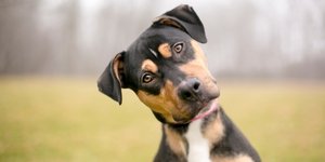 σκύλος γέρνει το κεφάλι του