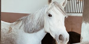  Ιππικός Όμιλος Κουβαρά άλογο