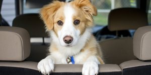 Αυτοκίνητο σκύλος