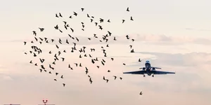 αεροπλάνα και πουλιά πετούν στον αέρα