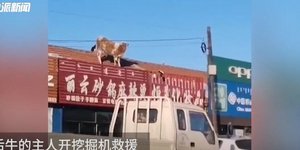 Αγελάδα στη στέγη κτιρίου στη Μογγολία