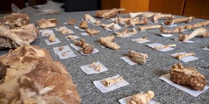 Απολιθώματα από τη Λέσβο
