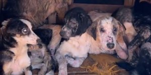 Εικόνες ντροπής από το καταφύγιο αδέσποτων ζώων στο Δήμο Ζήρου