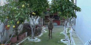 Ελάφι, σε αυλή σπιτιού στο Μενίδι