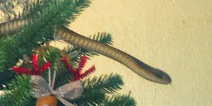 ένα δηλητηριώδες φίδι σε χριστουγεννιάτικο δέντρο 