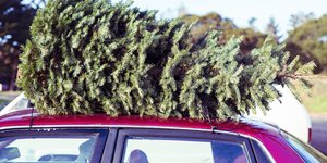 Πώς να φροντίσετε το αληθινό χριστουγεννιάτικο δέντρο