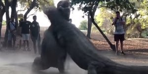 σαύρες παλεύουν σαν άνθρωποι στην Ινδονησία