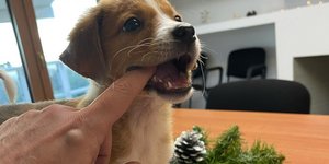 Η Μίρα, το πανέμορφο κουτάβι που υιοθέτησε ο Άκης Σκέρτσος