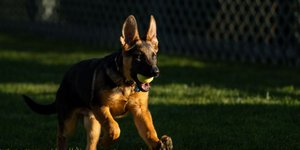 σκυλος μπαλακι στομα 