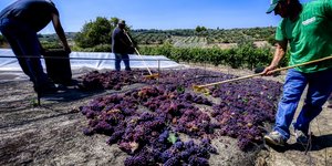 τρεις τσουγκρανες σταφυλια