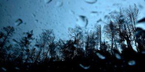 βροχή δέντρα δάσος