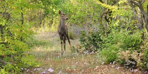 Ζαρκάδι στον Αρκτούρο 