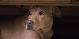 Τα πυροτεχνήματα προκαλούν πολλά προβλήματα στα ζώα συντροφιάς