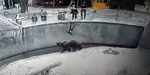 H στιγμή που το κοριτσάκι πέφτει στο κλουβί της αρκούδας