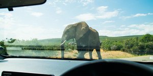 ελέφαντας καταστρέφει αυτοκίνητο 