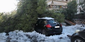 πεσμένο δέντρο