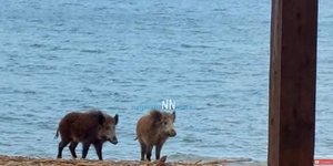 Σπάνιο θέαμα: Αγριογούρουνα στη θάλασσα της Ναυπακτίας