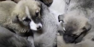 Επιχείρηση διάσωσης 63 κουταβιών από το κρύο και τον χιονιά στο Ερζερούμ της Τουρκίας