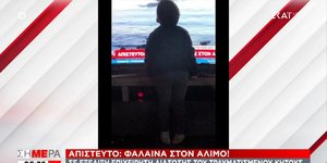 φάλαινα, πιτσιρικάς φιλάει την τηλεόραση