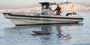 Λιμενικό σκάφος προσέγγισε τη φάλαινα στην παραλία του Αλίμου