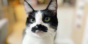 Η γάτα με το μουστάκι που θυμίζει Φρέντι Μέρκιουρι