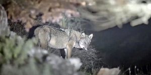 Ενας από του λύκους που επανεμφανίστηκε στην Πάρνηθα