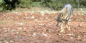 Οι λύκοι έχουν επανέλθει κοντά σε χώρους ανθρώπινης δραστηριότητας