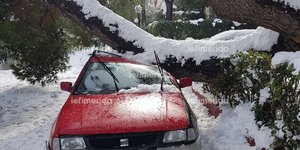 Ένα ΙΧ καταπλακώθηκε από δέντρο στο Μαρούσι