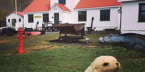 μια φώκια μπροστά από το μουσείο στο τέλος του κόσμου που ανοίγει ξανά 