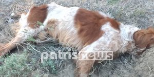 «Έσπειραν» τον θάνατο σε άτυχα ζώα μέσα στο δάσος των Θινών