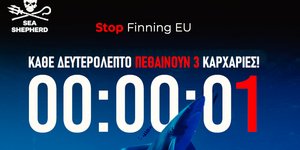 Πρωτοβουλία για τη διάσωση των καρχαριών