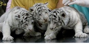 tigris