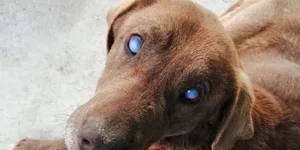 Έρευνα για τη θανάτωση από φόλα της τυφλής σκυλίτσας στην Ημαθία