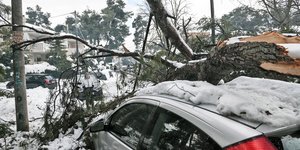 δεντρο πανω σε ιχ 