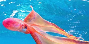 Σπάνιο χταπόδι κουβέρτα εντοπίστηκε στην Αυστραλία