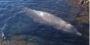 Το κητώδες έχασε τον προσανατολισμό του και έφτασε στις ακτές της Βουλιαγμένης