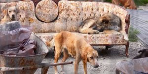 Προσβλητικές για τον πολιτισμό μας εικόνες στο κυνοκομείο Σπάρτης