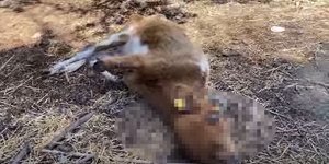 Σοκ από τις εικόνες με τις σκελετωμένες αγελάδες